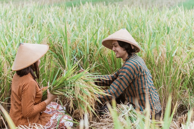 Agricoltori indonesiani che lavorano nel campo dell'agricoltura verde, uomo e donna lavorano insieme raccolgono foglie, raccolta, vita del villaggio.