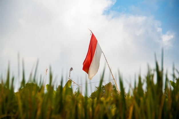 Photo indonesian flag waving through the plants