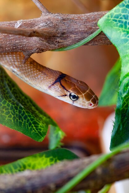 Foto serpente gioiello indonesiano o coelognathus subradiatus