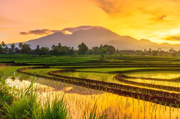 朝の緑の田んぼのインドネシアの風景、山の向こうに明るく昇る