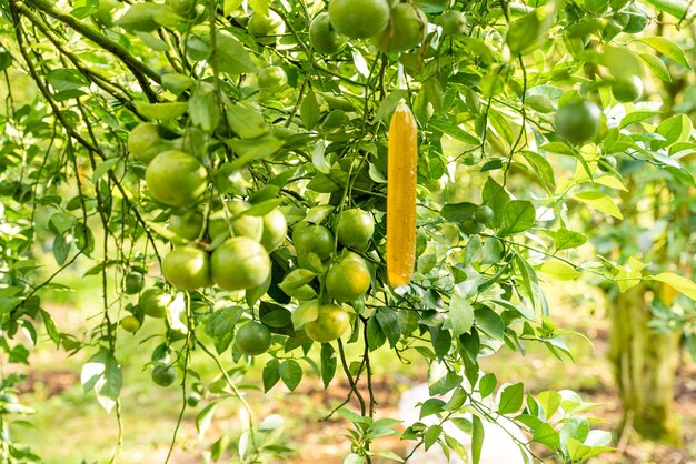 Photo indonesian local citrus fruit that tastes sweet and the color is a mixture of orange and green