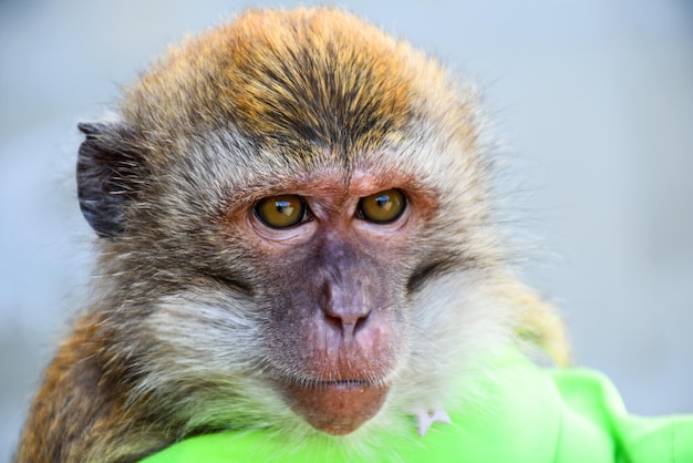 写真 インドネシアの猿