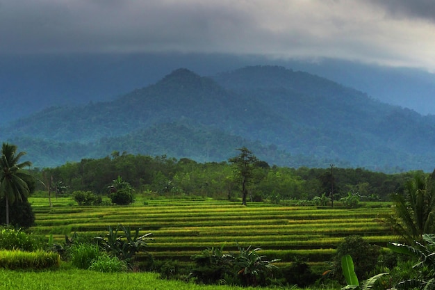 Vista mattutina indonesiana nelle risaie verdi