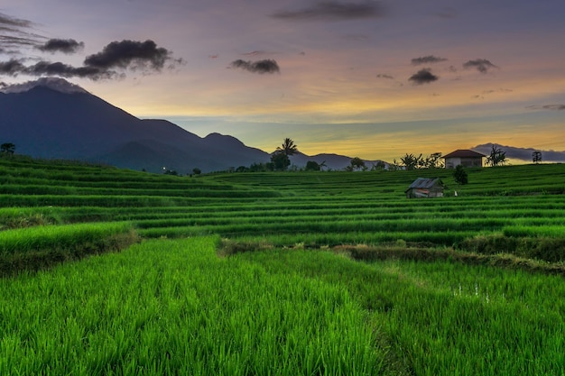 Indonesian natural scenery with green rice fields