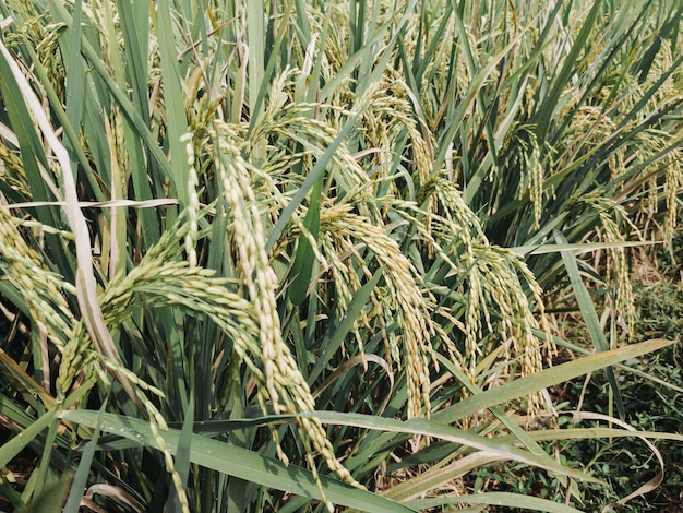 Photo indonesian paddy rice field scenery in semarang regency central java can be used for wallpaper or background