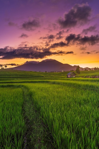 インドネシアの肖像画朝の緑の棚田の景色は晴れています