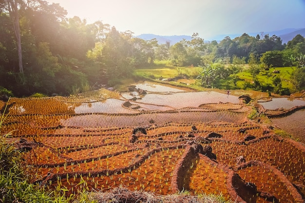 Terrazze di risaie indonesiane