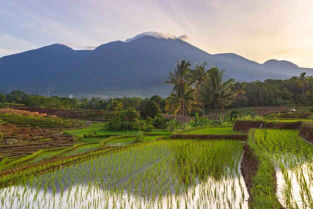 Indonesian scenery green rice fields and beautiful mountains at sunrise