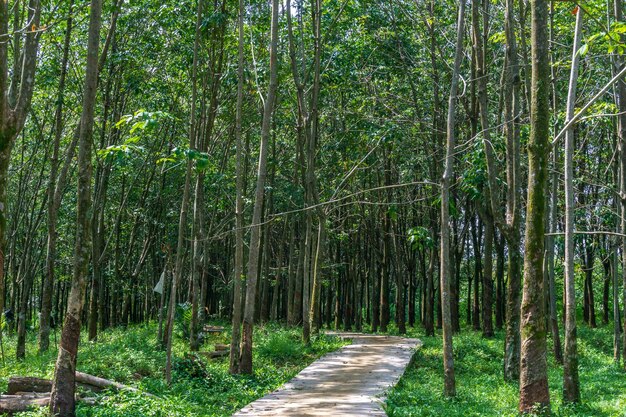 Indonesian scenery lush green and beautiful agricultural land