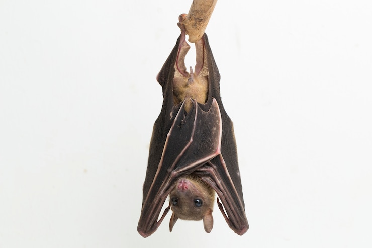 인도네시아 Shortnosed 과일 박쥐 Cynopterus titthaecheilus 절연