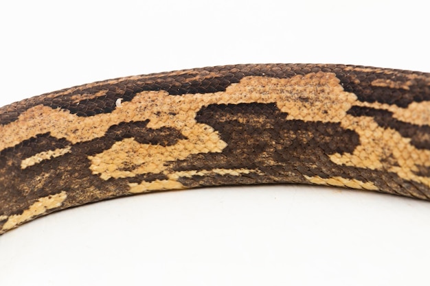 the Indonesian tree boa Candoia carinata or Pacific ground boa snake isolated on white background