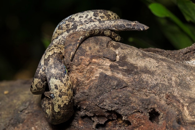 the Indonesian tree boa Candoia carinata or  Pacific ground boa snake