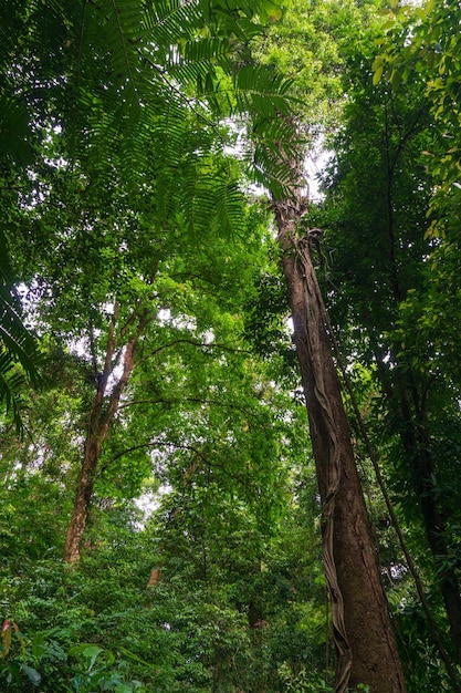 Paesaggio selvaggio della foresta tropicale indonesiana con alberi ad alto fusto