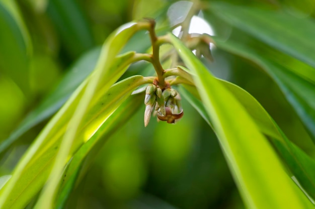 Indonesisch donker hout Ebony Diospyros celebica groene bladeren en bloemknoppen geselecteerde focus