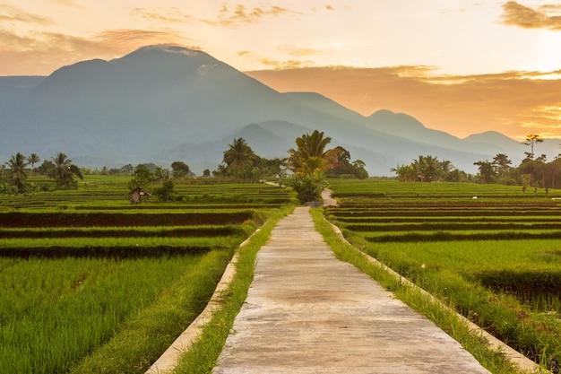 Indonesisch landschap op een zonnige ochtend in de rijstvelden