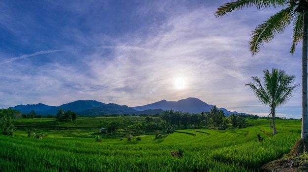 Indonesisch natuurlandschap Ochtendpanorama in groene rijstvelden met zonsopgang