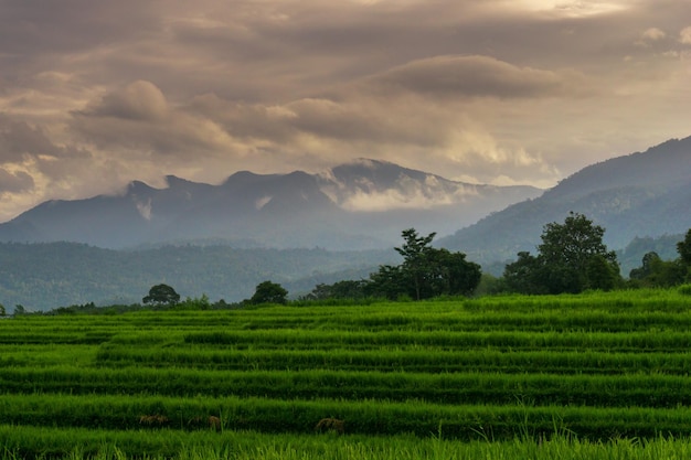 Foto indonesisch ochtendlandschap in groene rijstvelden