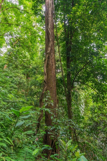 Indonesisch tropisch boslandschap met hoge en groene bomen