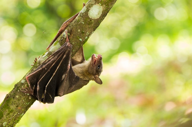 Indonesische fruitvleermuis Cynopterus titthaecheilus in het wild