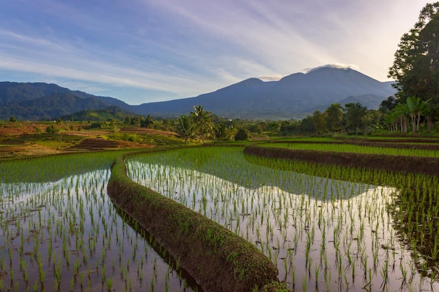 Indonesische landschap groene rijstterrassen en bergen in de ochtend