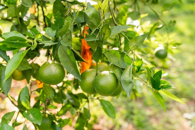 Indonesische lokale citrusvruchten die zoet smaken en de kleur is een mix van oranje en groen