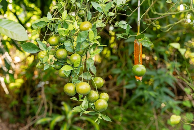 Indonesische lokale citrusvruchten die zoet smaken en de kleur is een mix van oranje en groen