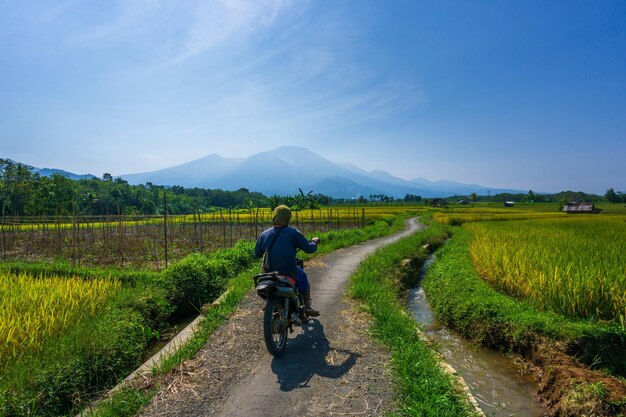 Indonesische natuur in de rijstvelden van een klein dorp met boeren op motorfietsen