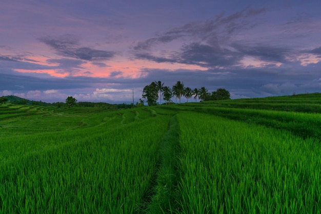 Indonesische natuur met groene rijstvelden en kokos