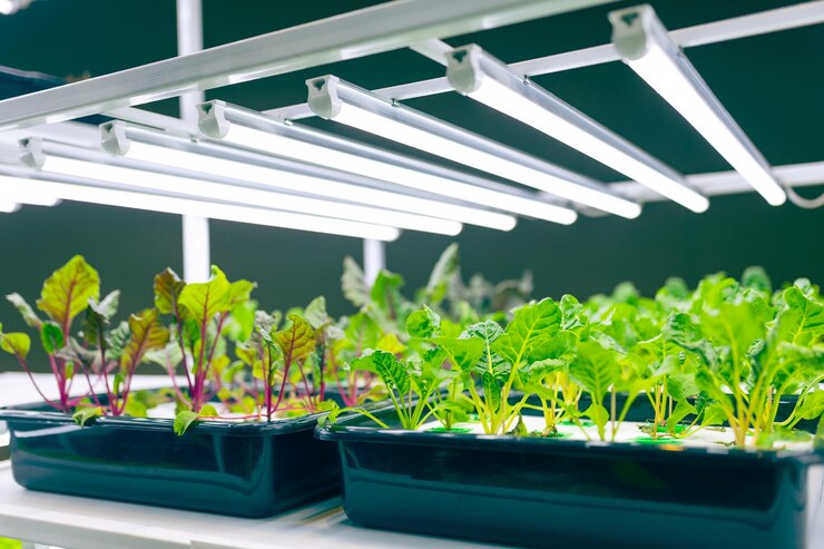 屋内農業現代プランテーションLEDライト栽培緑色植物食品技術