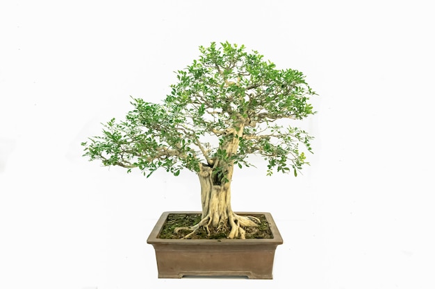 Indoor art bonsai, in a pure white background