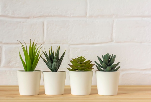 Indoor artificial plants various succulents in pots Succulents in white minipots Ideas for home decorationCopy space