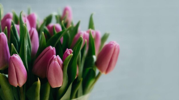 Indoor close-up of pink tulips on grey background bunch of fresh spring pink tulips on vintage dark