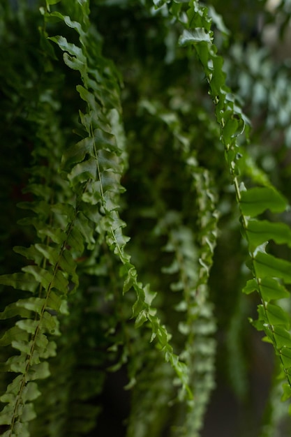 Indoor fern leaves in a bright room