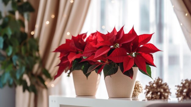 屋内花 クリスマススター ポインセチア 屋内装飾のポット