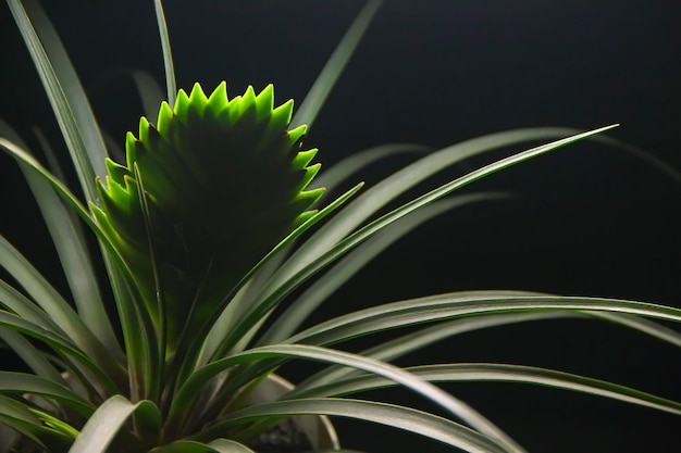 Photo indoor flower in green colors on a black background