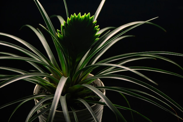 Indoor flower in green colors on a black background