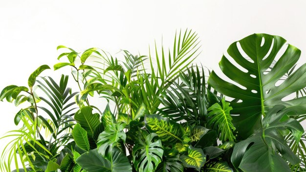 Indoor garden arrangement of lush tropical plants with green leaves on white backdrop