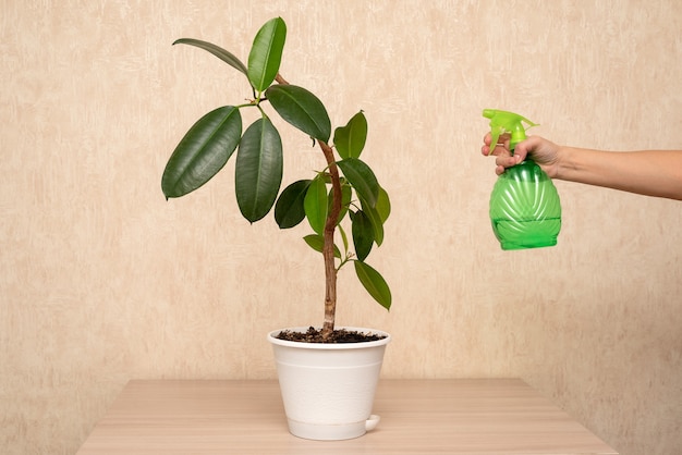 Indoor green plant in a pot stands on the table at home.