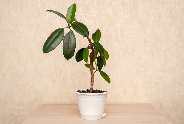 Indoor green plant in a pot stands on the table at home.