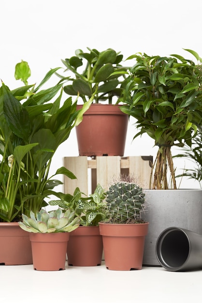 Indoor green plants, cacti in pots on empty clean background