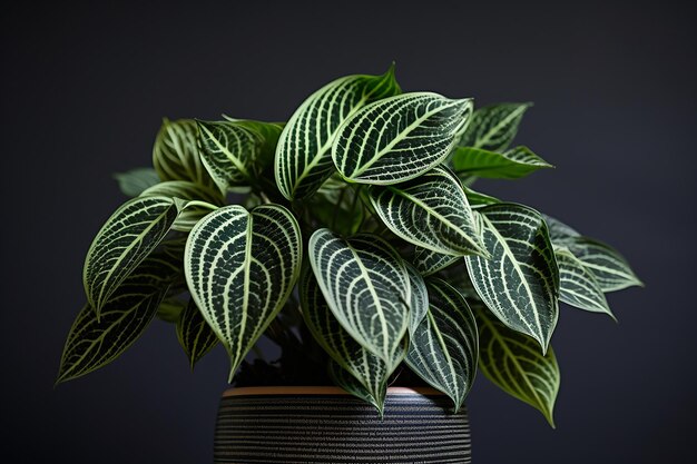Photo indoor greenery photo of zebra plant in a pot