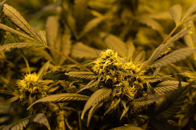 Indoor growing potted Marijuana with professional lights. Closeup of a marihuana bud. Selective focus.