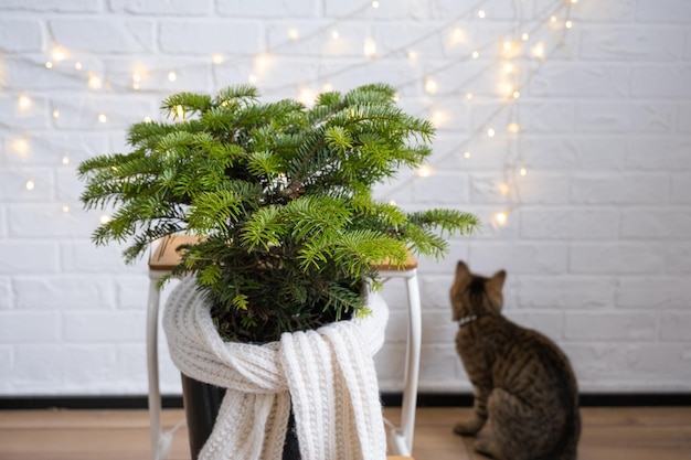 Indoor natural fir in pot is decorated balls like christmas\
tree with fairy lights gift boxes with natural decor for new year\
and christmas ecofriendly zero waste home plant green house