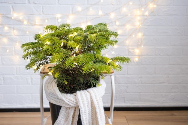 Photo indoor natural fir in pot is decorated balls like christmas tree with fairy lights gift boxes with natural decor for new year and christmas ecofriendly zero waste home plant green house