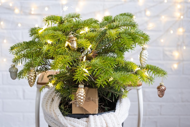 Indoor natural fir in pot is decorated balls like christmas\
tree with fairy lights gift boxes with natural decor for new year\
and christmas ecofriendly zero waste home plant green house