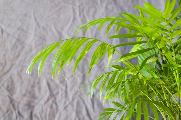 室内パーム (Chrysalidocarpus lutescens areca) は灰色の背景に生えている植物です
