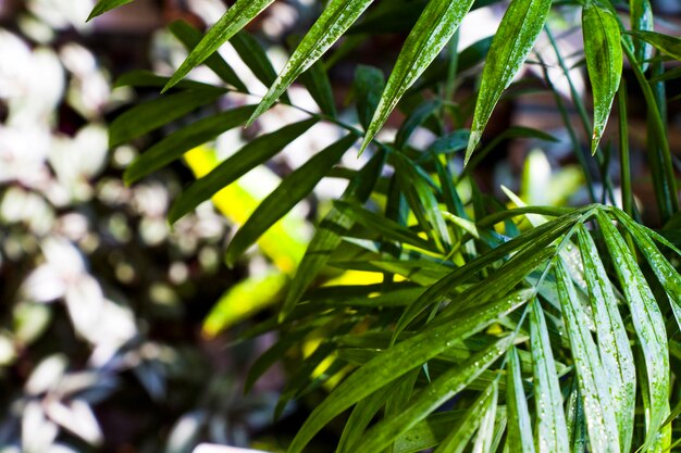 실내  나무 chrysalidocarpus lutescens areca 식물 가정 장식 공기 식물