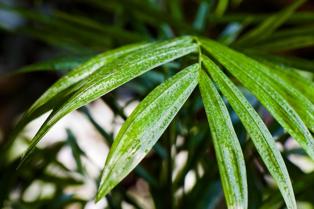 Photo indoor palm tree chrysalidocarpus lutescens areca plants home decor air plants