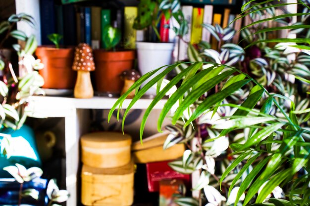 Foto palme d'interno chrysalidocarpus lutescens areca piante di decorazione domestica piante d'aria