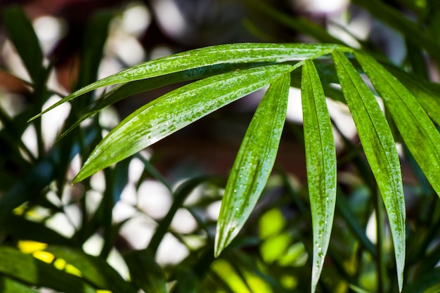 室内パーム (Chrysalidocarpus lutescens areca) 屋内用パーム (アレカ) 室内装飾用エアプラント (エアプラント) 